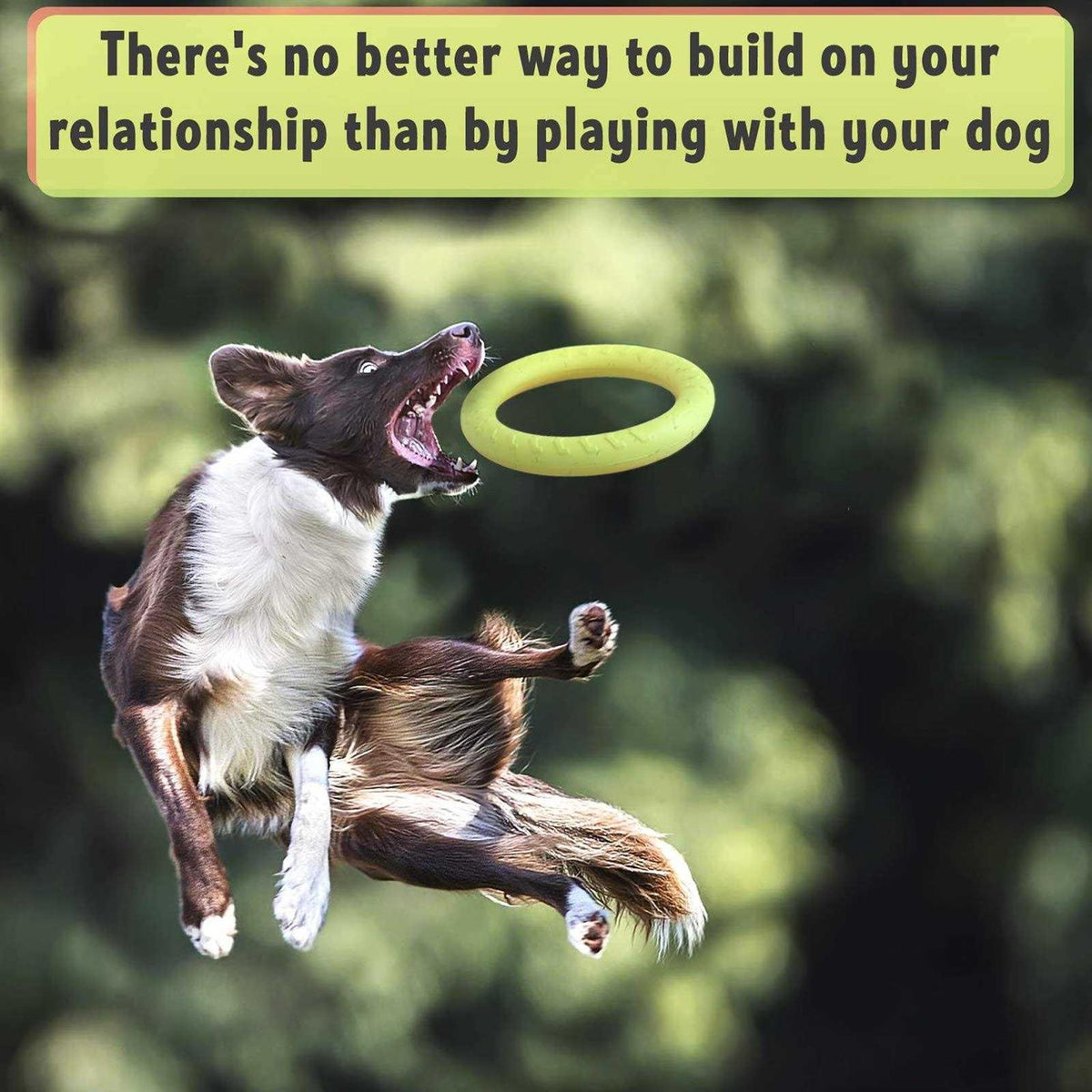 Dog Training Ring and Flying Disc H92402